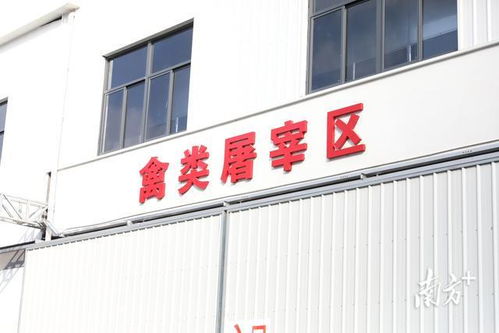 粤西最大批发屠宰市场在麻章开业，打造“批发+屠宰+物流”产业新标杆